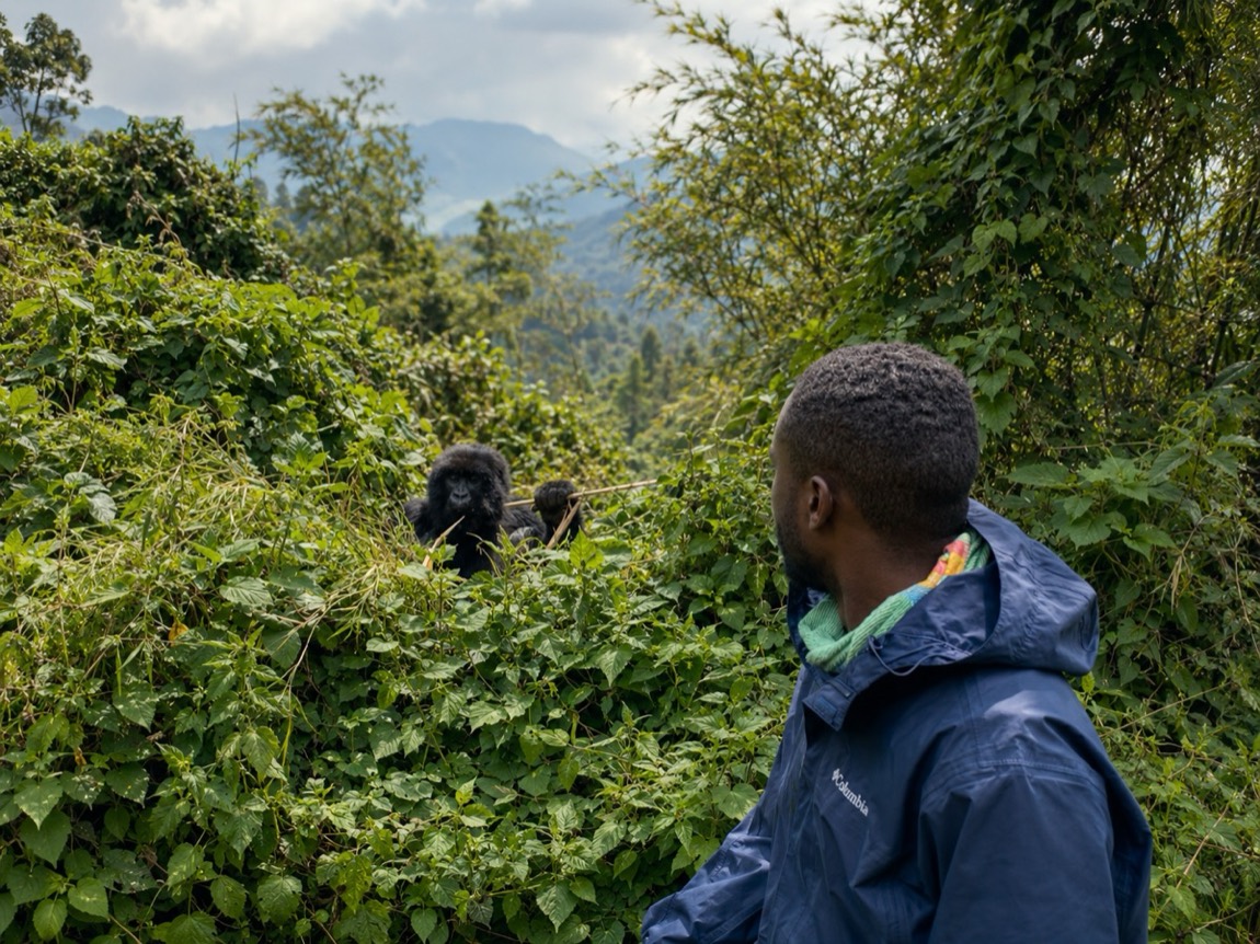 A trekker watching a mountain gorilla in Volcanoes National Park near Musanze, northern Rwanda